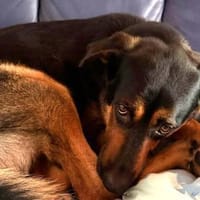 Rex verliert sein Zuhause, Hund zur Adoption