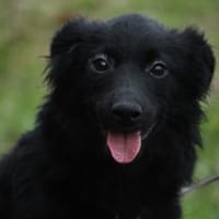 Leilanie unser Zuckerschnute..., Hündin zur Adoption