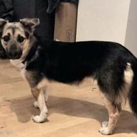 Inga auf PS in Flintbek, Hündin zur Adoption