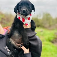 PUDEL-Mix-Mädchen MALEiKA sucht 1Zuhause, Hündin zur Adoption