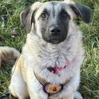 Amber sucht ihre Familie, Hündin zur Adoption