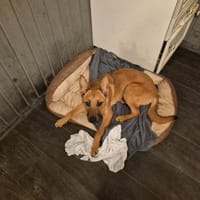 Jette - die fröhliche Maus 🐾, Hund zur Adoption