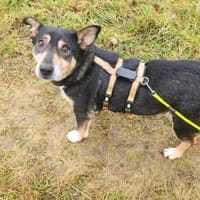 Liebevolle Hündin Humla, Hündin zur Adoption