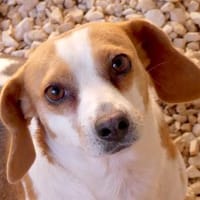 Bethany 3 -liebt Menschen u. Hunde-, Hündin zur Adoption