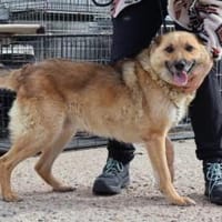 Flauschiger Teddy mit freundlicher Seele, Hund zur Adoption