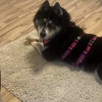 Mayas blaue Augen suchen dich!, Hündin zur Adoption