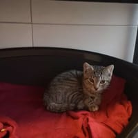 snickers, chat à adopter
