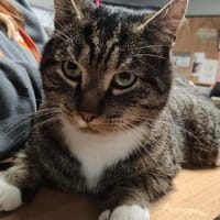 arlo, chat à adopter