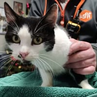 ZAZIE, chatte à adopter