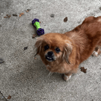 NEMA VAA, chienne à adopter