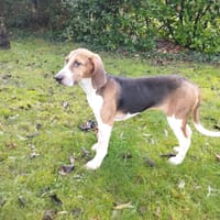 TENOCH, chien à adopter