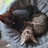 Funk, chat à adopter