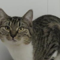 Coquin, chat à adopter