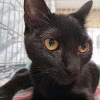 Charmina, chatte à adopter