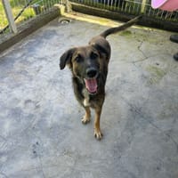 PALOMA, chienne à adopter