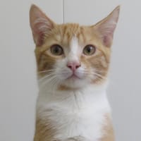 MOUSTIK (réservé), chat à adopter