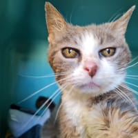 DIANA, chatte à adopter