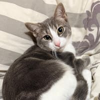 YUNA, chatte à adopter