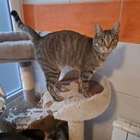 MILI, chatte à adopter