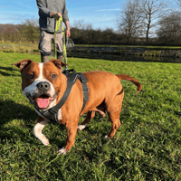 ROCKY VAA, chien à adopter