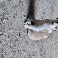 JADE, chienne à adopter