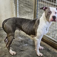 MOKA, chienne à adopter