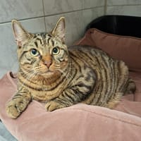 NEKO, chat à adopter