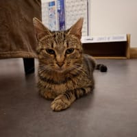 Macumba, chatte à adopter