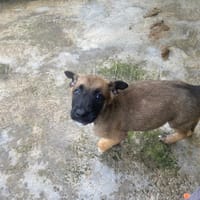 ANOKI, chienne à adopter