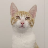 KINOU (réservé), chat à adopter