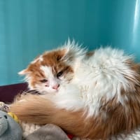 Nougat, chat à adopter