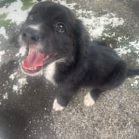 WAJIDI, chien à adopter