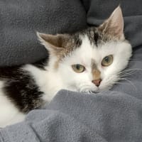 MIKI, chatte à adopter
