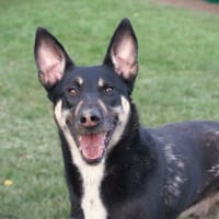 TOKYO, chien à adopter