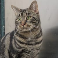 NELL, chat à adopter