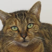 PALMA, chatte à adopter