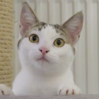 Caline, chatte à adopter