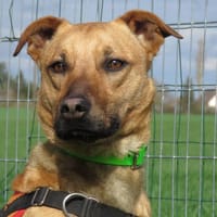 ROMEO, chien à adopter