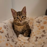 Samba, chatte à adopter