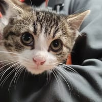 marty, chat à adopter