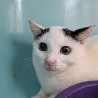 KIWI, chatte à adopter