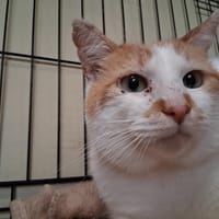 Tarsal, chat à adopter