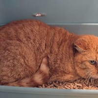 BUBBLE GUM, chat à adopter