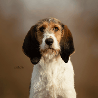 Pitch, chienne à adopter