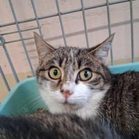 Gruikui, chat à adopter