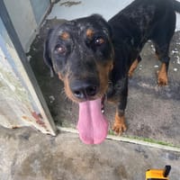 OWEN, chien à adopter