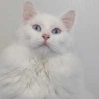 Charlemagne (réservé), chat à adopter