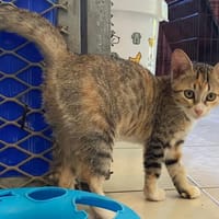 JEANNE, chatte à adopter