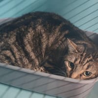 SOUSOU, chatte à adopter