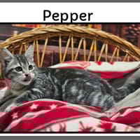 PEPPER, chat à adopter